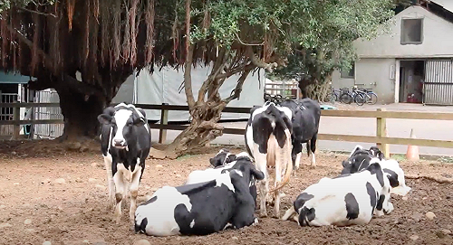 金門養牛場爆首例「牛結節疹」！農委會：研判從中國傳入