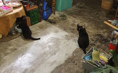 愛貓排隊乖乖吃飯好感動！飼主：不對我只有一隻黑貓啊？