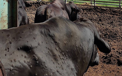 金門牛結節疹疫情延燒  再撲殺58頭