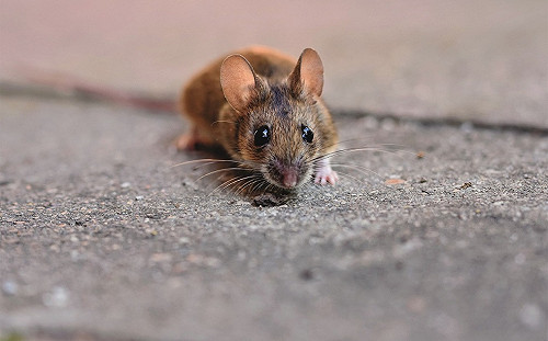 居民憂心鼠疫傳播肆虐 北京媒體教民眾這5招避禍...