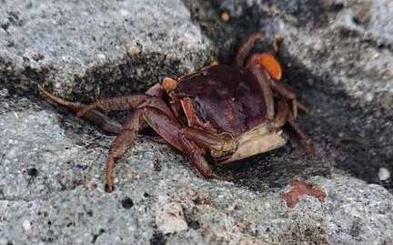 去幫陸蟹過馬路！綠島暑假另類旅行超夯