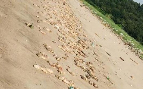 廣東驚爆口蹄疫 沙灘遍布20噸「豬腳和動物內臟」引中國網友恐慌