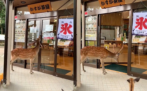 (影)奈良鹿靈活按壓自動門　對店員一再鞠躬：兩位有位置嗎？
