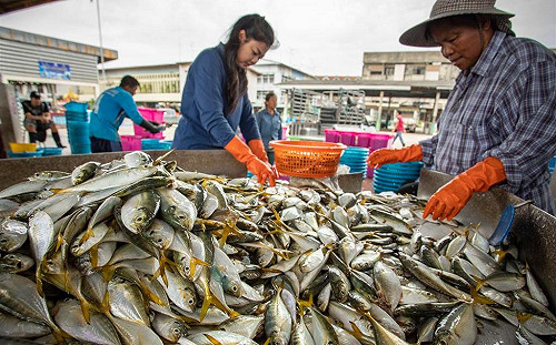 疫情下的糧食產業:穀物市場平穩成長  水產海鮮跌幅最深!
