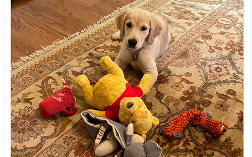 愛犬出嘴等咬小熊維尼 蓬佩奧忙澄清：無關中國啦