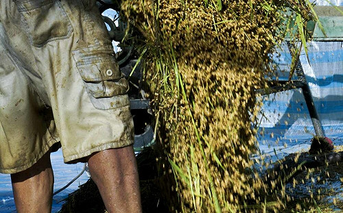 公糧收購影響產業！農業部強調「不可漫天喊價」：每公斤加1.5元 