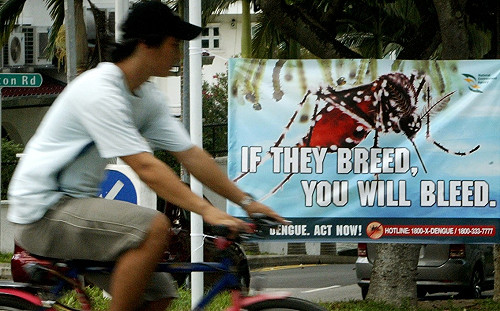 預計創下歷史新高  星國登革熱感染近兩萬人  罕見病毒株隔卅年現蹤