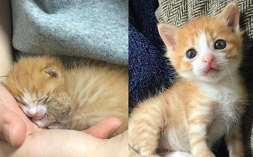 (影)公寓垃圾堆驚見被棄養小奶貓　好心住戶救援直接霸氣收編