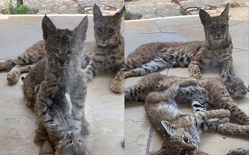 (影)門前突現山貓家族撲通倒地　下秒竟當場喝奶奶開直播！