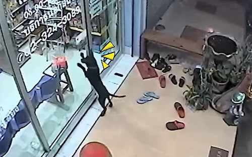 (影)聰明汪和飼主走散　自行跑去找熟識獸醫師：我家奴才不見啦！