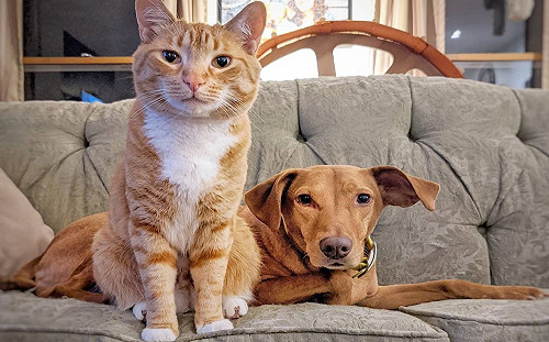 (影)主人出門後狗狗出現焦慮行為　貼心橘貓上前安撫：我陪你！