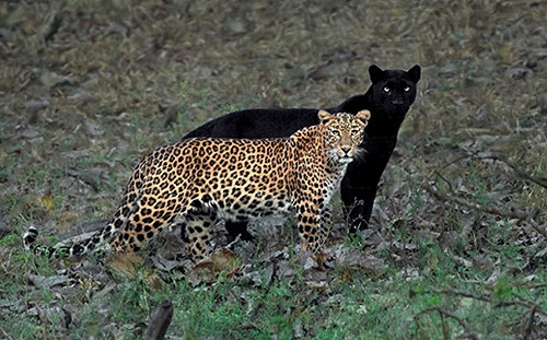 凝神等待6天捕捉雙豹超現實罕見一幕　攝影師：花6年都值得！