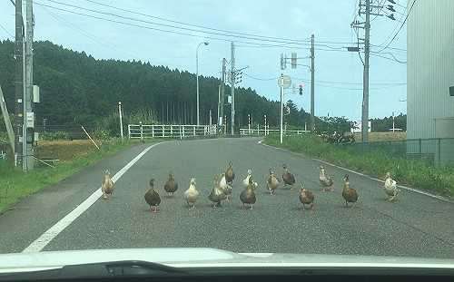 車友兜風突遇「群鴨路霸」擋車　無奈對峙：鴨力山大啊！
