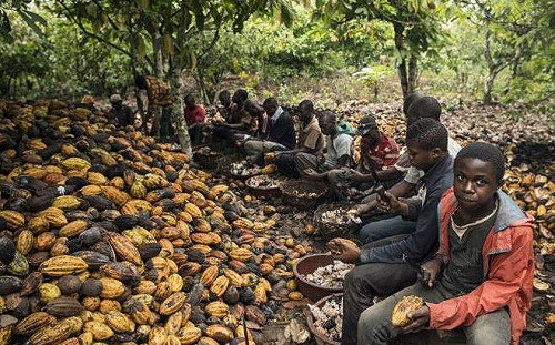 可可農場童工困境受疫情影響更險峻！象牙海岸童工比例增加3%