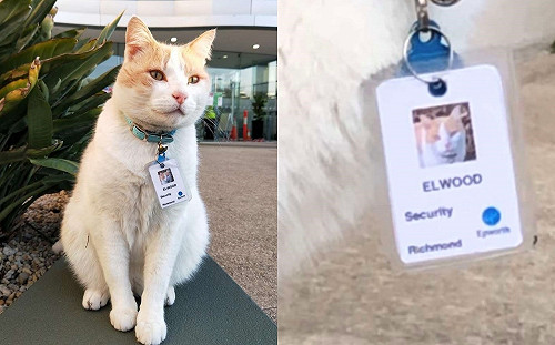 貓咪天天現身醫院　一日竟被「強制處置」：給我好好賣萌！