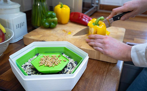 (影)自給自足？英國新創推出食用昆蟲養殖器讓你在家養蟲