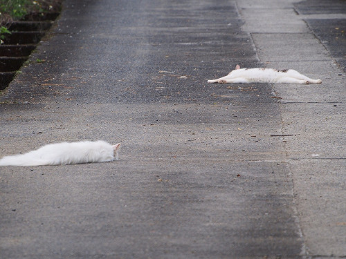 (影)天氣熱到路上出現兩灘「白色液體」　晚上竟悄悄變回原形！