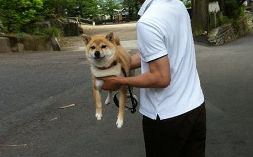 日本寺廟柴柴不願走就石化　住持爆料：平時就是個戲精！