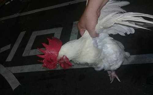 全國首創！帶路鴨、開光雞登記  不再流浪街頭