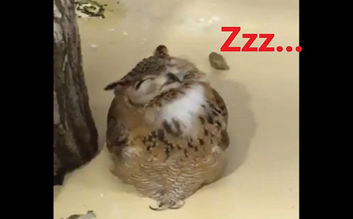 (影)貓頭鷹好愛睏不停仰頭打瞌睡　網笑：人家剛值完大夜班啦！