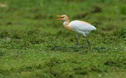 (影)全台唯一「萬鷺朝鳳」奇景再現！黃頭鷺山谷翻飛盤旋8月下旬上演