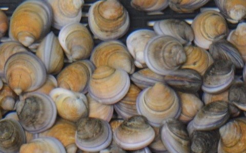 摸蛤兼洗褲！農委會成功復育環文蛤種苗供放流