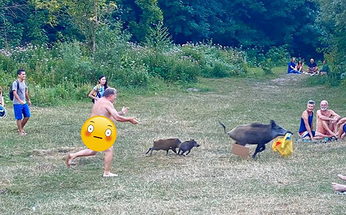 (影)德國男子做日光浴到一半　袋子被野豬叼走展開追逐戰！