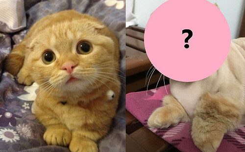 「橘饅頭」長黴菌需剃毛　嚕完飼主大驚：真貓版頑皮豹？