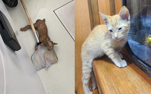 男子包船到墨西哥灣釣魚　竟然意外釣到一隻小橘貓！