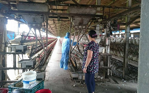 雲林新增2土雞場染高病原禽流感！2萬7千隻遭撲殺