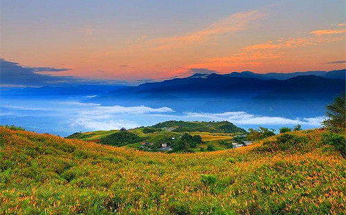 追金針花毯再等等！花蓮金針花預計8月底最美