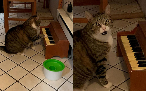 (影)超有素養喵喵肚子餓不亂叫　優雅彈琴還高歌：放飯時間到囉～