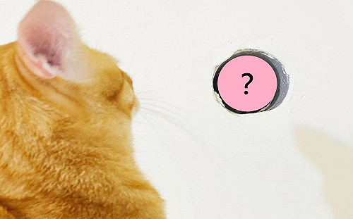 (影)橘貓天天上衣櫃原來冷氣孔有「牠」　主人笑：羅密歐茱麗葉？