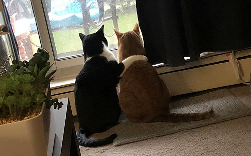 不打不相識的貓兄弟遇暴風雨來襲　奴才見超暖一幕秒融化！