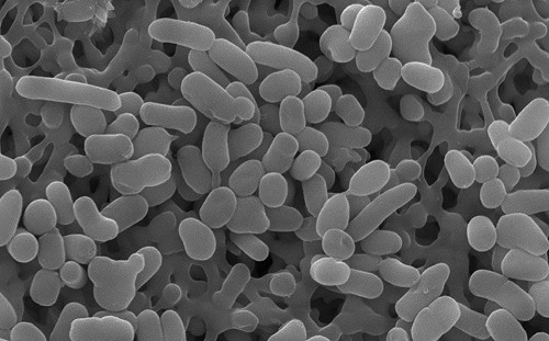 世界第一株！中研院成功研究減碳嗜甲醇菌  登頂尖期刊《Cell》