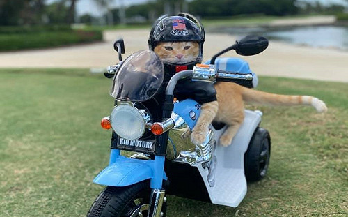 橘貓超「蝦趴」　熱愛出遊還有專屬小重機：姊就是潮！