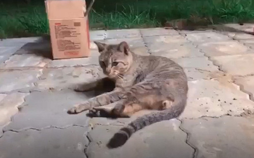 (影)出遊遇三腳貓約「來就帶你走」 隔天她驚：都市傳說是真的