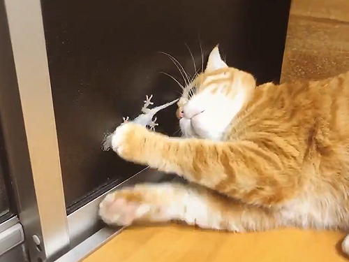 (影)  橘貓對窗後壁虎使出「無影掌」　滿臉疑惑：「主銀偶抓不到」