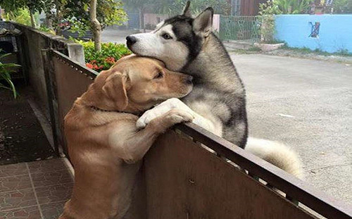 哈士奇因寂寞逃家　拉拉好友隔圍籬抱牠：本汪陪你！