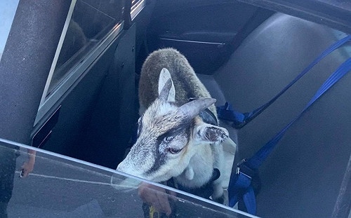 大馬路有走失狗民眾急通報　警員一到現場傻：這隻有長角欸！