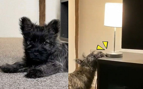 (影)愛犬以為「獲得超能力」觸控檯燈瘋玩1小時　媽：我家變夜店