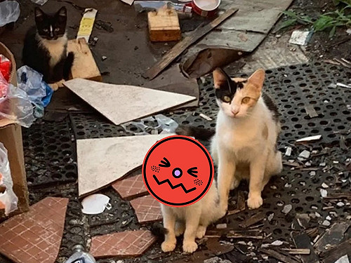 (影)母浪浪與孩子垃圾堆幸運獲救　一小貓基因神複製：太可愛！