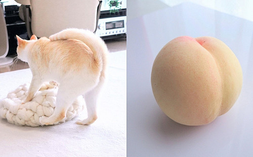 萌貓屁屁激似水蜜桃好可口　一看正面網笑：根本表情包！