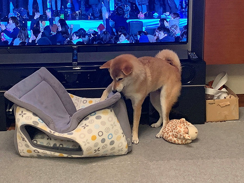 柴柴收到主人送的可愛寵物屋　睡是睡了為何像是颱風過境？