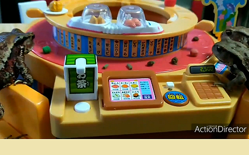 (影)三隻蟾蜍在「迴轉壽司」餐廳用膳　主人大秀創意餵食法！