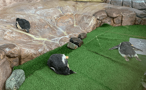 (影)日本動物園驚見企鵝群「大字型趴地」　遊客：「蝦米情形？」