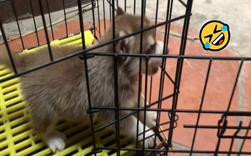 (影)手足在喝奶自己「被關籠」 小二哈狂叫主人嘆：門沒有關！