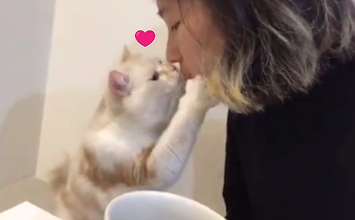 (影)主人討親親　萌貓伸手捧臉啾一個：「我也愛妳喔！」