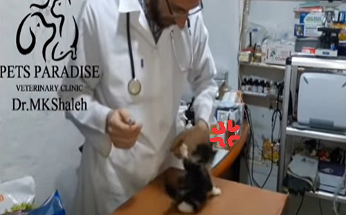 (影)小萌貓討厭打針　生氣抖音狂吼咬獸醫師：偶很兇鼻要過來！