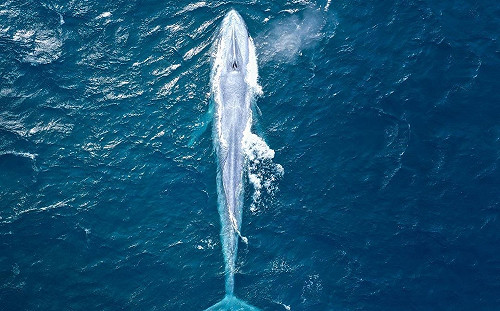 (影)25公尺巨大藍鯨出沒雪梨海岸　官方認證「百年來僅3次」！